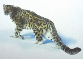 snow leopard