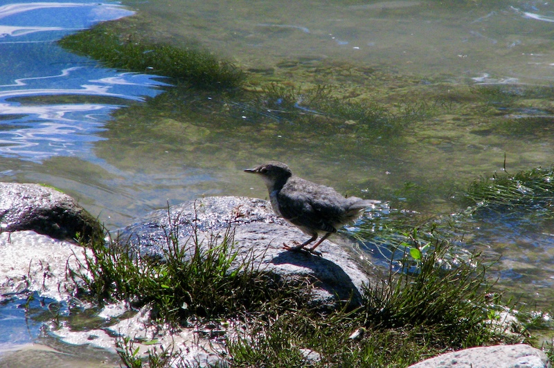 Small grey mountain bird standing on a rock in shallow water, Big Almaty Gorge, Kazakhstan