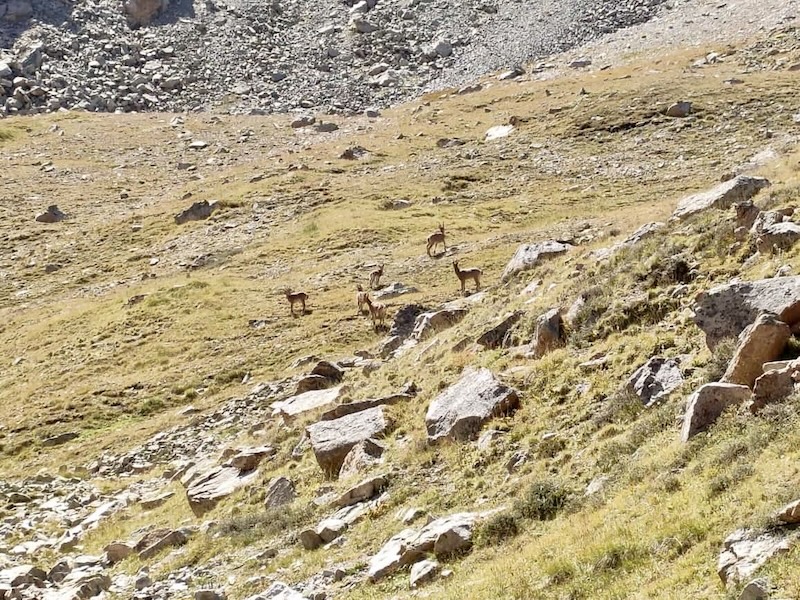Siberian ibex grazing on a rocky alpine slope in Big Almaty Gorge, Northern Tien Shan