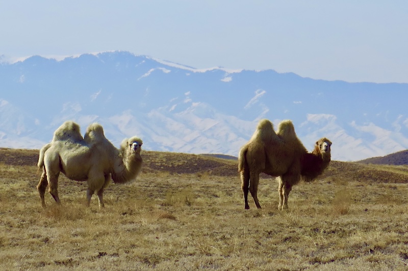 camels in Charyn