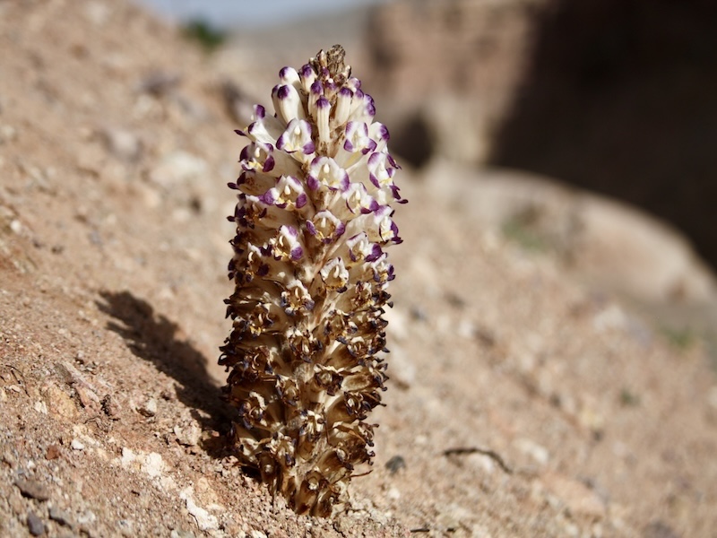 Broomrape (Cistanche salsa)