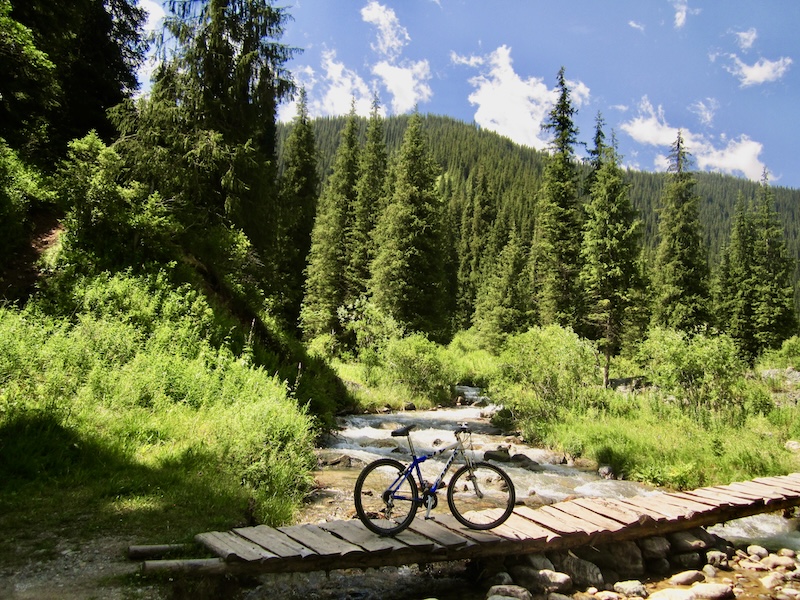 Turgen spruce forests