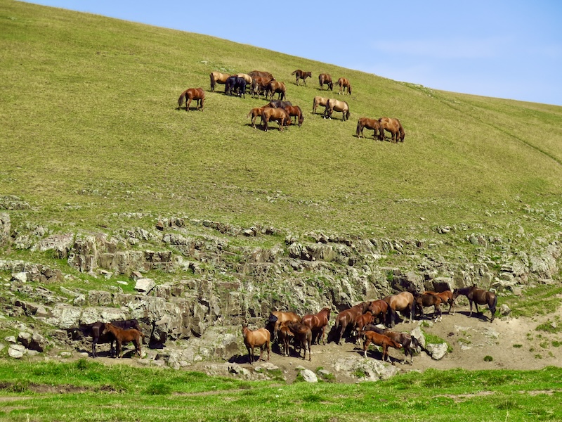 horses in Turgen highlands