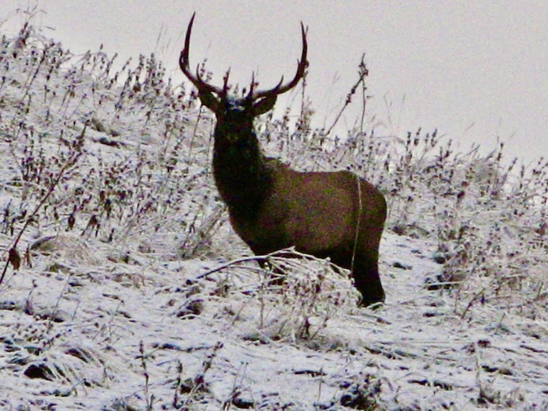 Deer in winter on the trail