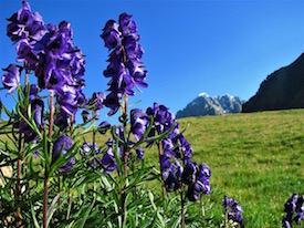 Aconite