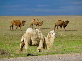 camels in steppe