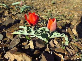 wild tulips near Balkhash