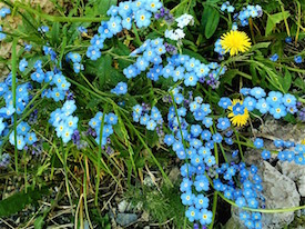 Forget-me-not