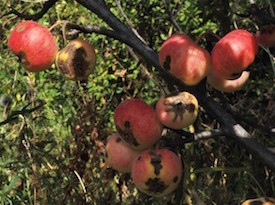 Sievers apple tree