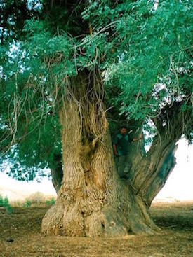 Sogdian ash-tree