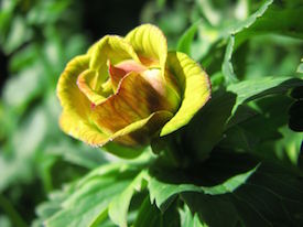 Trollius