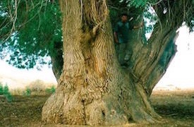 Sogdian ash tree