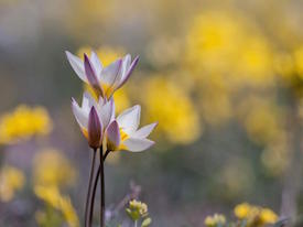 Kazakhstan wild tulips