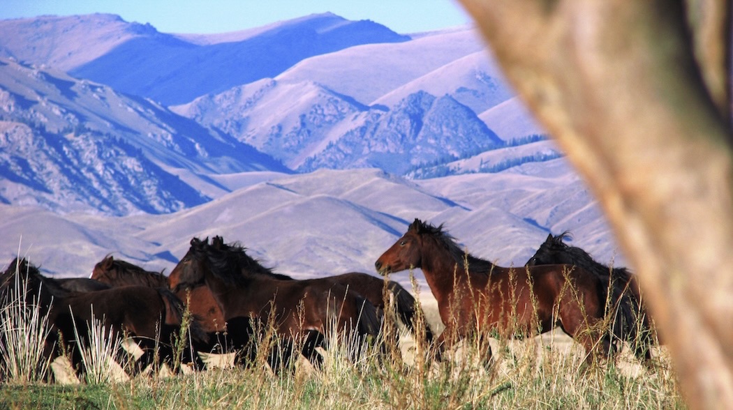 Horses on Assy Plateau