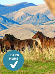 Kazak horses