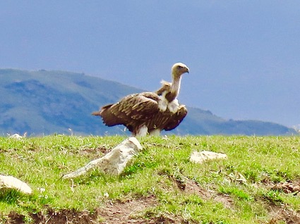 wild vultures