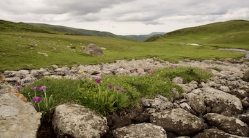 Pink alpine wildflowers growing among rocks in a high mountain meadow