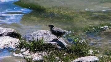 Small mountain bird standing on a rock beside the clear waters of Big Almaty Lake